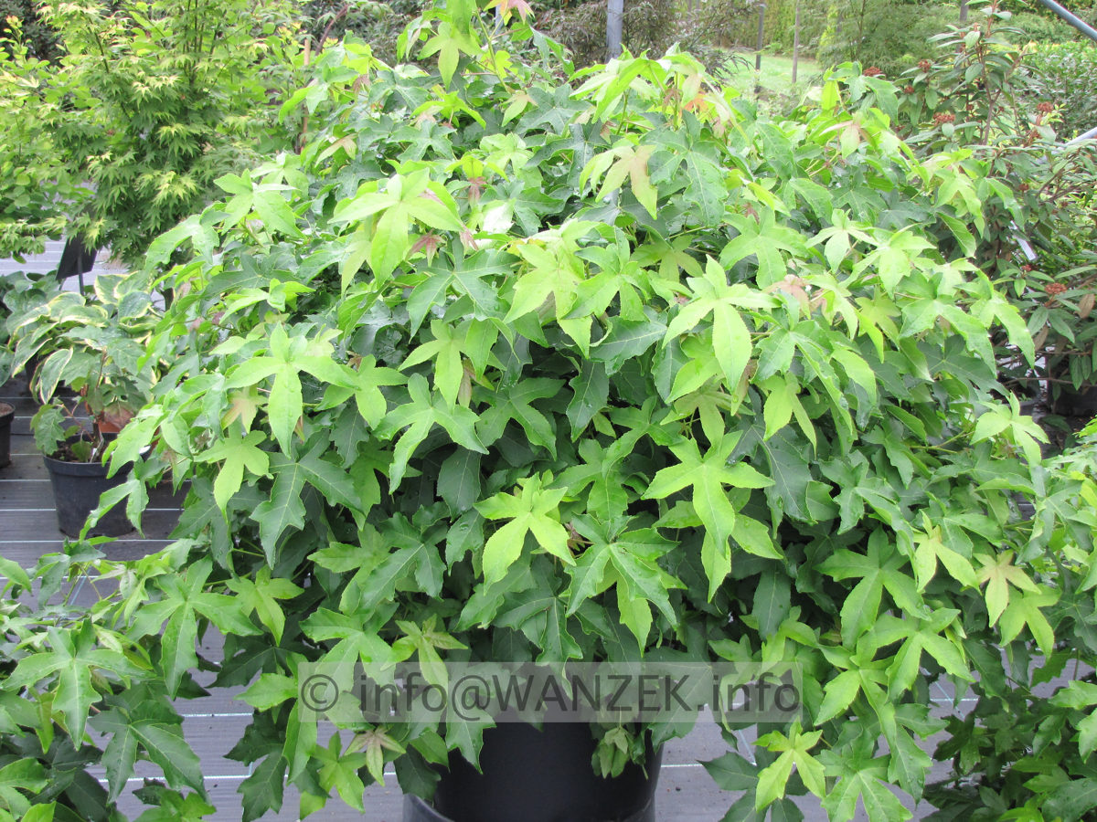 Liquidambar styraciflua Gum Ball 1m.JPG